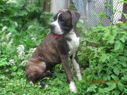 щенок боксёра европейских кровей