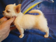 ЧИХУАХУА - эксклюзивные МИНИ-мальчики, окрас крем!!!