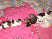 Котята очень ласковой домашней кошки.