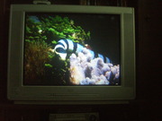 продам телевізор PHILIPS 29 (72 см)