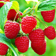 Саженцы малины Зюгана оптом цена 10 грн.