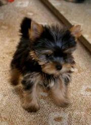 дети йоркширских терьеров, вязка!!! 100дол