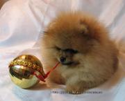 Померанский Шпиц,